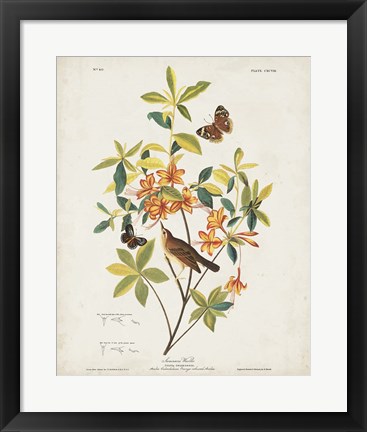 Framed Pl 198 Swainson&#39;s Warbler Print