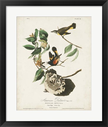 Framed Pl 40 American Redstart Print