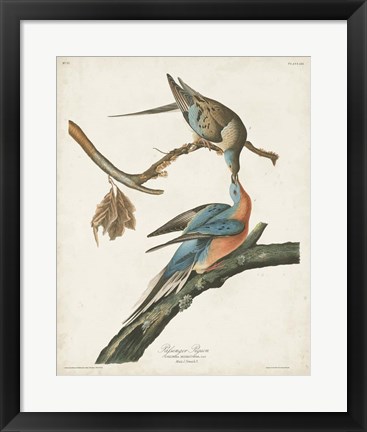 Framed Pl 62 Passenger Pigeon Print