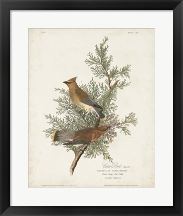 Framed Pl 43 Cedar Bird Print