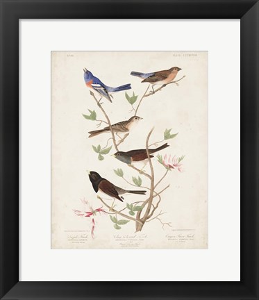 Framed Pl 398 Lazuli Finch Print