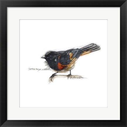 Framed Songbird Study IV Print