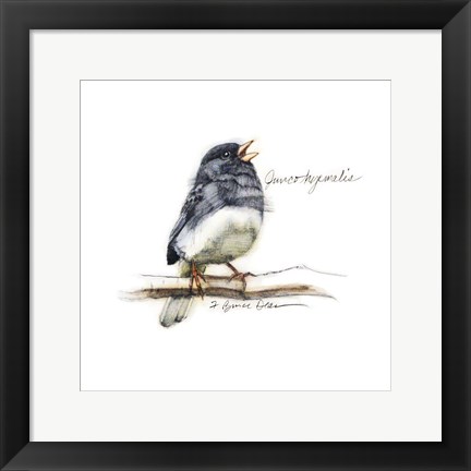 Framed Songbird Study VI Print