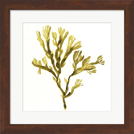 Framed Suspended Seaweed I Print