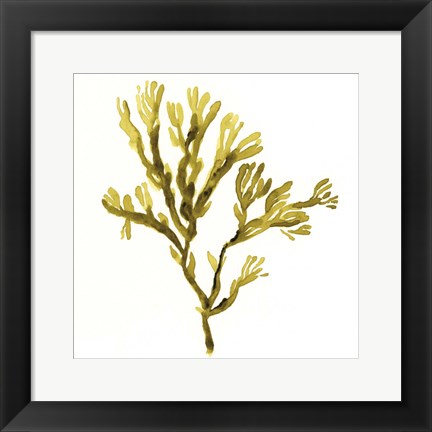 Framed Suspended Seaweed I Print