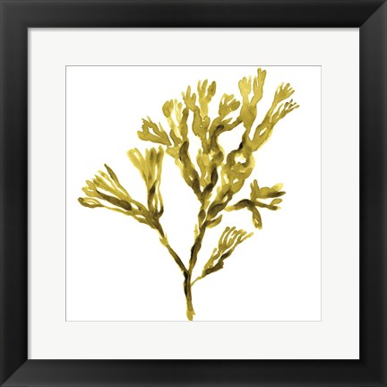 Framed Suspended Seaweed II Print