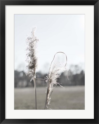 Framed Ethereal Pampas II Print