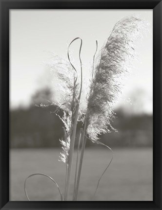 Framed Ethereal Pampas III Print