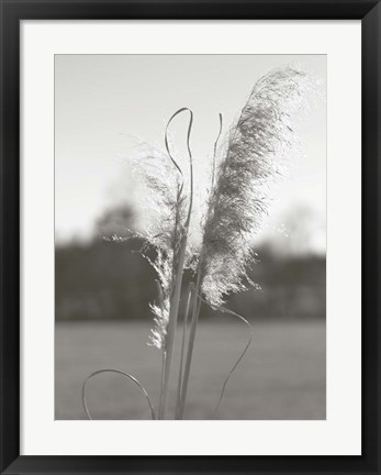 Framed Ethereal Pampas III Print