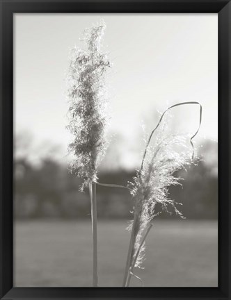 Framed Ethereal Pampas IV Print