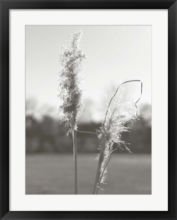 Framed Ethereal Pampas IV Print