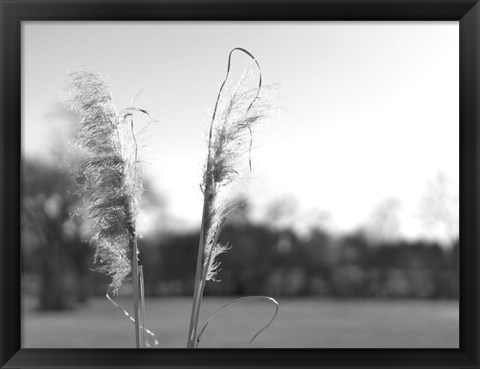 Framed Ethereal Pampas VIII Print