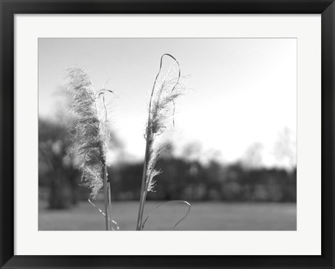 Framed Ethereal Pampas VIII Print