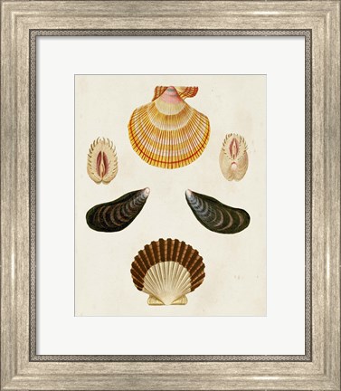 Framed Knorr Shells I Print