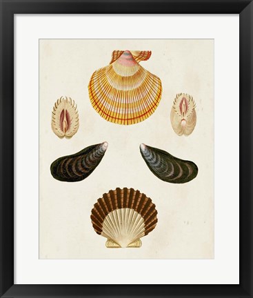 Framed Knorr Shells I Print