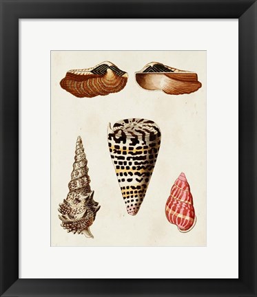 Framed Knorr Shells III Print