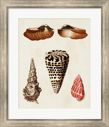 Framed Knorr Shells III Print