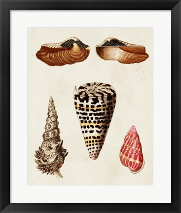 Framed Knorr Shells III Print