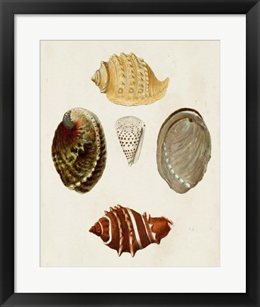 Framed Knorr Shells IV Print