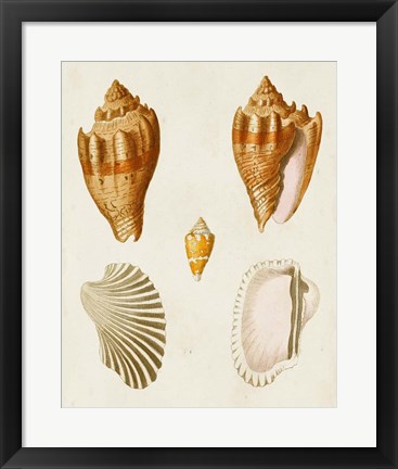 Framed Knorr Shells VII Print