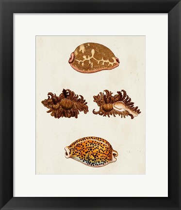 Framed Knorr Shells VIII Print