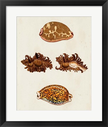 Framed Knorr Shells VIII Print