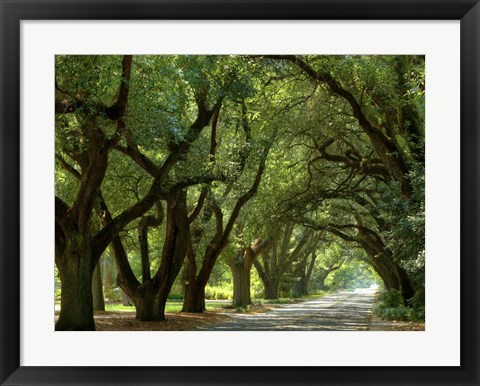 Framed Canopy Road II Print