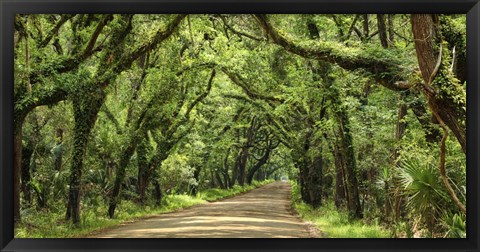 Framed Canopy Road Panorama III Print