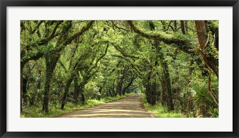 Framed Canopy Road Panorama III Print