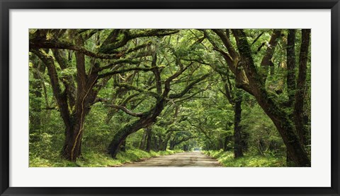 Framed Canopy Road Panorama IV Print