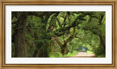 Framed Canopy Road Panorama V Print