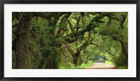 Framed Canopy Road Panorama V Print