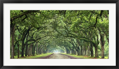 Framed Canopy Road Panorama VI Print