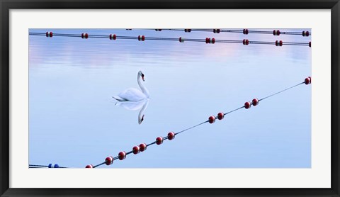 Framed Swan and Ropes Print