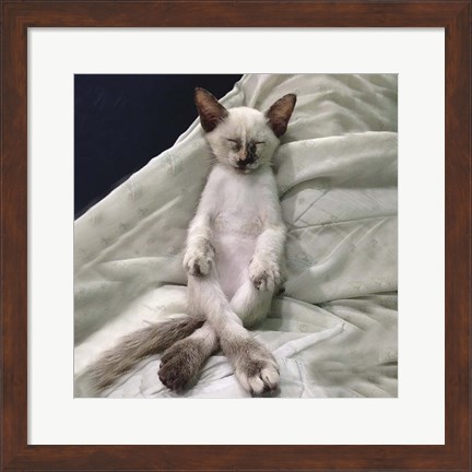 Framed Cat Yoga II Print