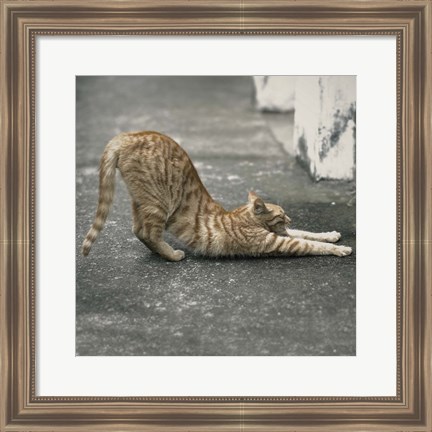 Framed Cat Yoga VIII Print