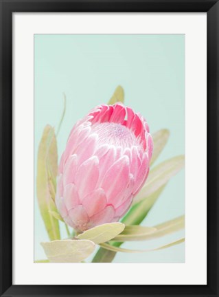 Framed Sun Drenched Blossom I Print