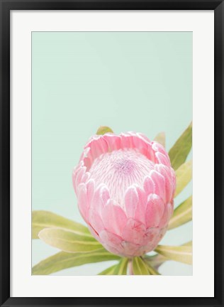 Framed Sun Drenched Blossom II Print