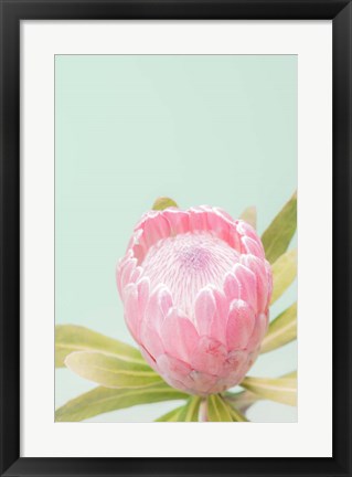 Framed Sun Drenched Blossom II Print