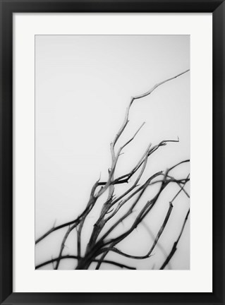 Framed Searching Branches I Print