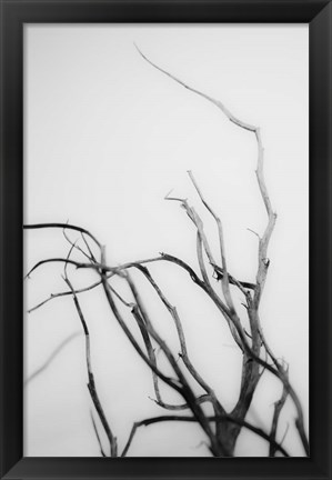 Framed Searching Branches II Print