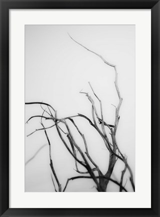 Framed Searching Branches II Print