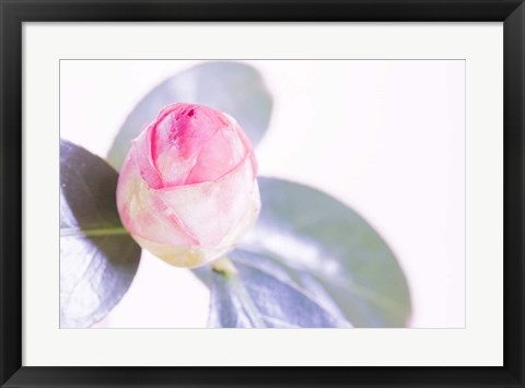 Framed Halogen Bloom II Print