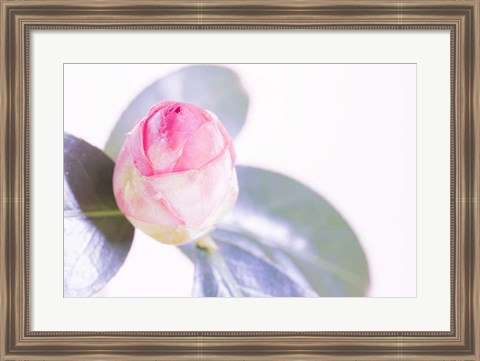 Framed Halogen Bloom II Print