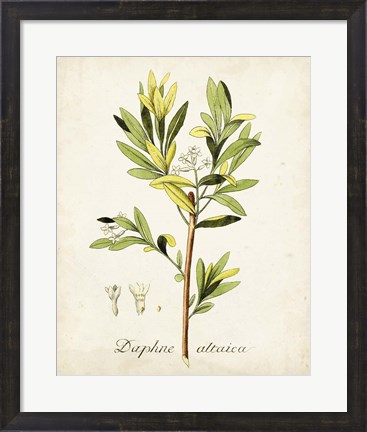 Framed Antique Herb Botanical IV Print