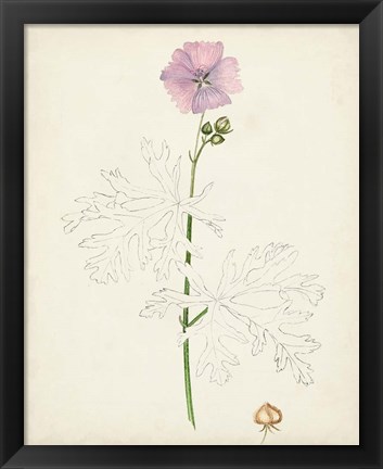 Framed Watercolor Botanical Sketches III Print