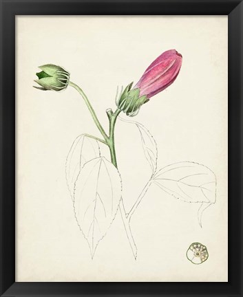 Framed Watercolor Botanical Sketches IV Print