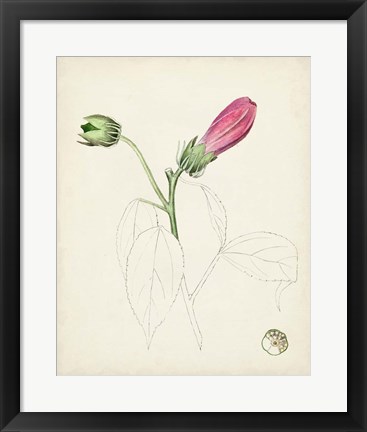 Framed Watercolor Botanical Sketches IV Print