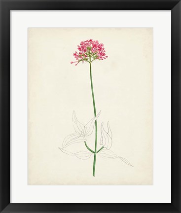 Framed Watercolor Botanical Sketches XI Print