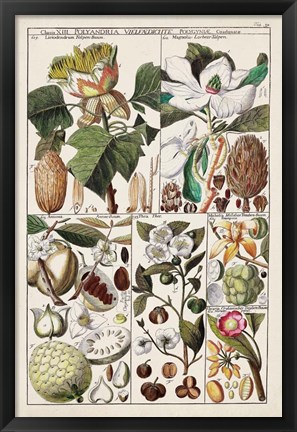 Framed Magnolia Chart Print